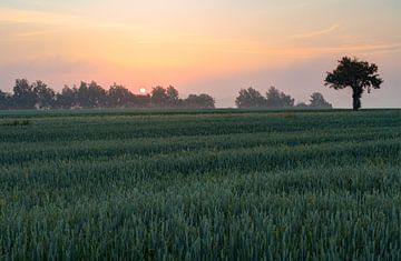 Vroege ochtend in het mistige veld van Yevgen Belich