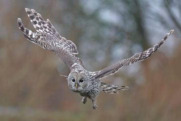 Oeraluil (Strix uralensis) van Ronald Pol