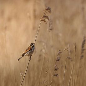 Reisammer auf einer Schilfblüte, Vogel in goldener Schilflandschaft von Melissa Peltenburg