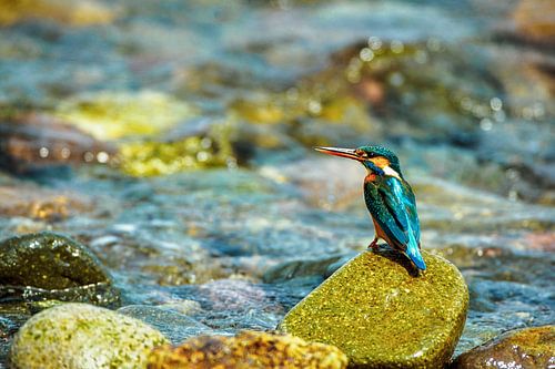 European kingfisher (')