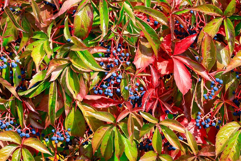 Colourful autumn season by Thomas Jäger