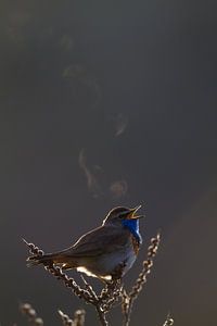 Bluethroat-Gesang mit Hintergrundbeleuchtung von Menno van Duijn