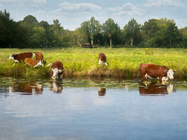 Kühe im Wasser von Ina Bloemendal