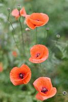 Rode klaprozen in het groen | Bloemen | Natuur Fotografie | Botanische foto