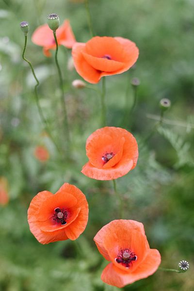 Coquelicots rouges dans le vert | Fleurs | Photographie de nature | Image botanique par Mirjam Broekhof