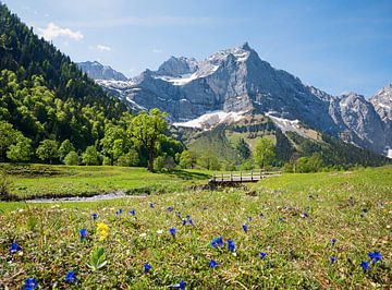Ahornbodendal, bloeiende gentiaan en Karwendel alpen tirool van SusaZoom