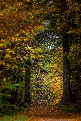 Pad door het herfstbos