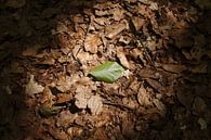 Last leaf standing van Kristian Oosterveen thumbnail