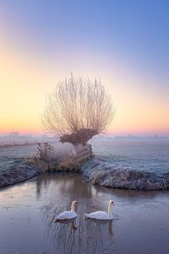 Winter Light - twee zwanen op een koude winter ochtend van Bas Meelker
