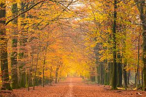 Pad door een beukenbos in de herfst van Sjoerd van der Wal Fotografie