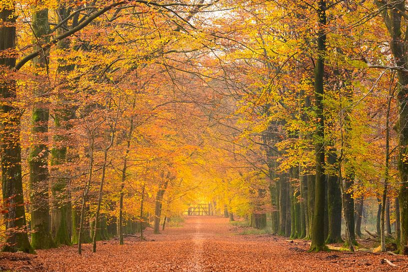 Chemin à travers une forêt de hêtres à l'automne par Sjoerd van der Wal Photographie