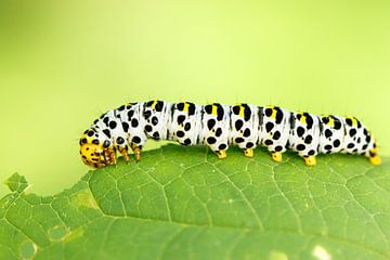 Rups op groen van Antoine Deleij