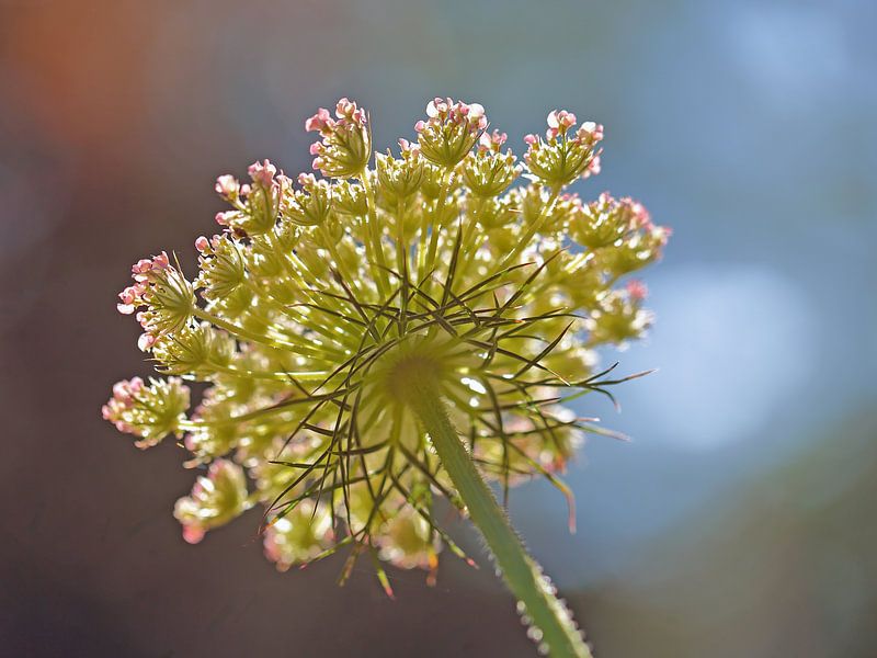 Blume von unterhalb in der Hintergrundbeleuchtung von Ronald Smits