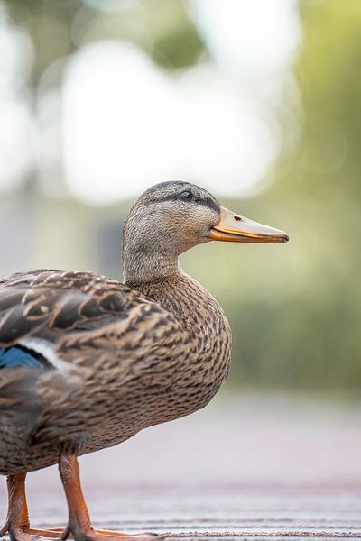 Eend portret van Bas Leroy