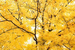 Herbstlich gelb lumineszierende Blätter. Wout Cook One2expose