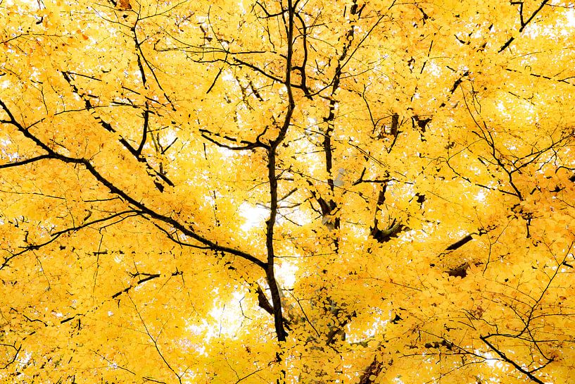 Feuilles luminescentes jaune d'automne. Wout Cook One2expose par Wout Kok