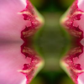 Reflection of Flowering by FotoGraaGHanneke