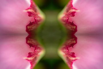 Spiegelung der Blüte