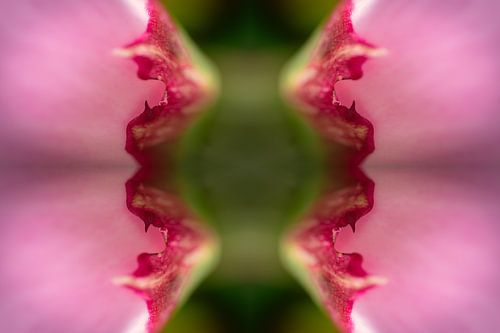 Spiegeling van Bloei