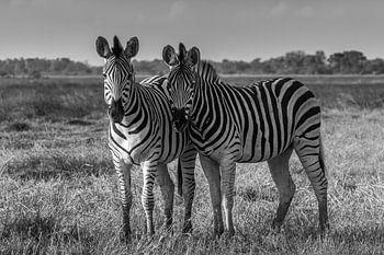 Zebras im Okavango-Delta