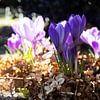 Crocus à la lumière du soleil 2 sur Plinck Fotografie