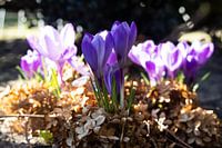 Crocussen in het zonlicht 2