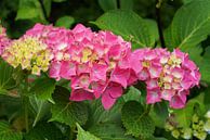 Gartenhortensien (Hydrangea macrophylla) von Alexander Ludwig Miniaturansicht