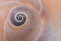 Close up of a snail shell