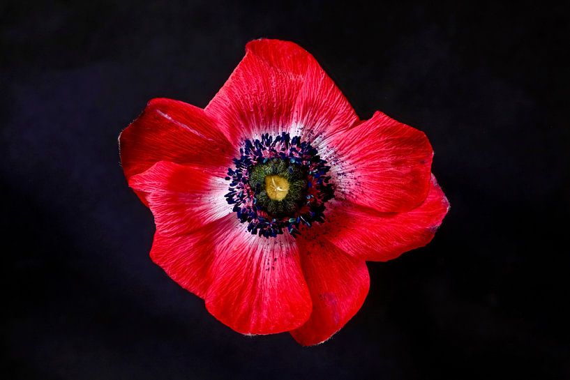 Anemone von Thomas Jäger