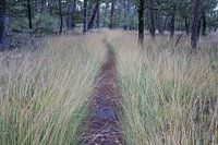 Forest path
