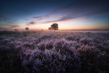 Violettes Heidekraut, Nebel und ein Sonnenaufgang in Hilversum von Roy Poots