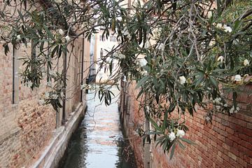 Oleander in Venetië. van Jan Katuin