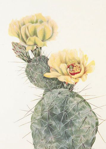Missouri Prickly Pear From North American Wildflowers (1925) By Mary Vaux Walcott.