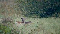 fallow deer