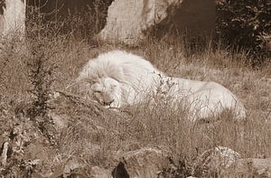 Weißer Löwe in Sepia