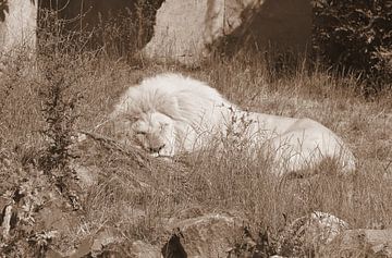 Witte leeuw in sepia van Jose Lok