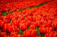 Tulpen uit Holland by Grietje Houkema thumbnail