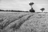 Wheat field