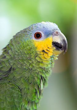 Amazone papegaai portret sur Dennis van de Water