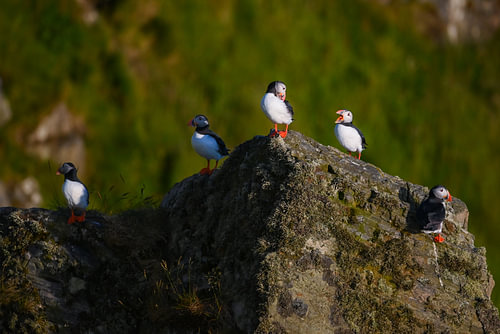 Papageientaucher auf den Felsen von Runde