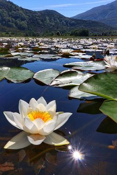 Water Lily Norway by Marco Morren