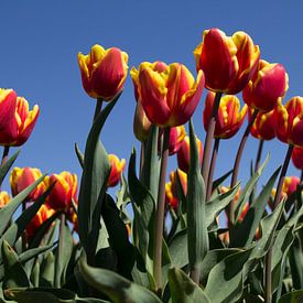 Tulipes sur Ingrid Mooij