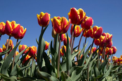 Tulpen