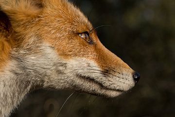 Zijaanzicht vos van Yvonne van der Meij