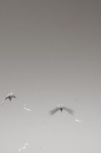 Seagulls in Contrast against the Pale Sky