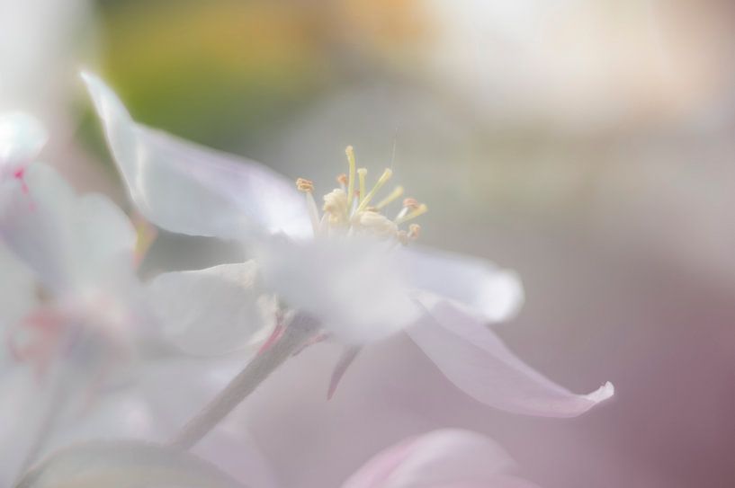 Fleur de pommier ; douceur rêveuse par Gijs Possel