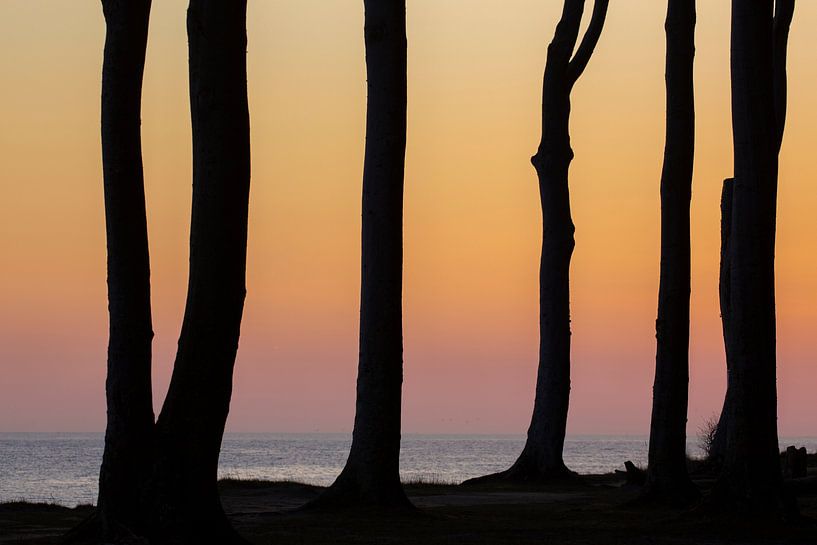 Tree trunks in the ghostly forest by Sven-Erik Arndt