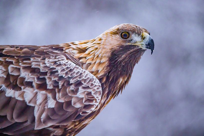 The Golden eagle (Aquila chrysaetos) by Gert Hilbink