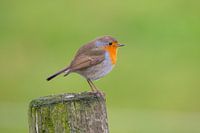 Roodborst - Vogels