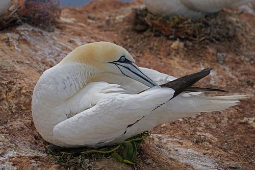 Broedende jan-van-genten op het eiland Helgoland.